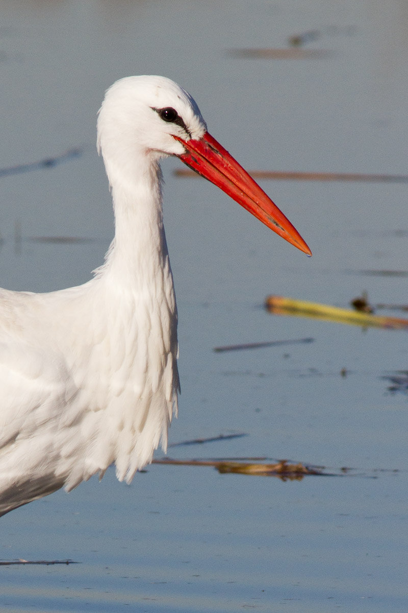 Ciconia ciconia - Cicogna bianca